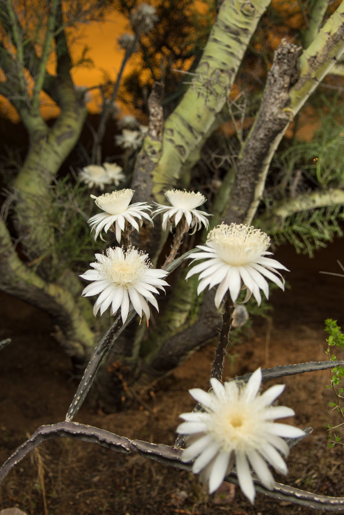 Night-Blooming Cereus. The Queen of the Night